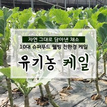 친환경 유기농 케일 쌈용 즙용 1kg, 1box, 유기농 (쌈용) 케일 - 2kg