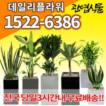 개업축하화분배달 개업식 인테리어식물 집들이 선물 금전수 스투키 산세베리아 만냥금 뱅갈고무나무 떡갈나무 알로카시아 소철 극락조 파키라 거실화분 실내화초, (선택03)고무나무
