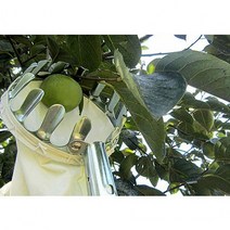 다팔자 감 따는 기구 과일 따기, 1개