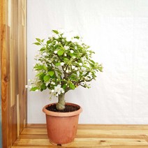 [무지개정원] 애기사과나무 분재