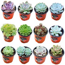 [다육e닷컴] 다육이/실내공기정화식물/국민다육78종/초보자식물키우기/농장직배송/다육이닷컴, 1.백봉