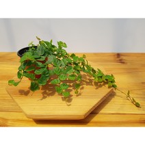 제주왕모람 제주애기모람 키우기쉬운식물 테라리움