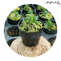 나라아트 풍란 동양란 난화분 모음, 03. 천재