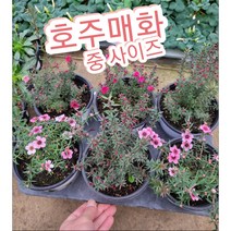 매화꽃-호주매화-중/겨울에 피어나는 꽃 매화의 꽃말은 기품 품격, 1개