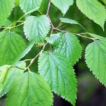 묘목 울트라 뽕나무 슈퍼 오디 접목3년 분묘 SW0456