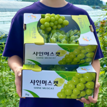 샤인머스켓 고당도 망고포도 프리미엄 샤인머스캣 씨없는 포도 2kg, 가정용 2kg 이상 (4수), 1개