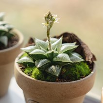 하월시아 옵투사 19종, 8 다크그린, 1개