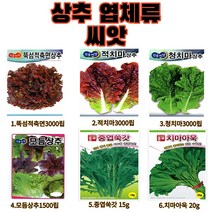 쌈채소 모음세트 상추 씨앗 치커리 청경채 양상추 줄기상추 케일 부추 쑥갓 아욱 꽃상추, 15.궁채나물 1000립