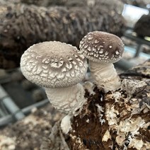 무농약 생 표고버섯 1kg 참나무 원목 당일수확출고 가정용 말린표고 건조표고, 표고버섯 하품 1kg