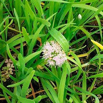 세종의정원 두메부추 여름꽃 모종 보라색꽃 들꽃 야생화 3치 포트묘 20개