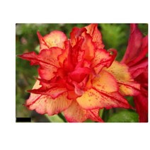 아데니움 클루만통 사막의 장미 Adenium Obesum Klumanthong Desert Rose 30립