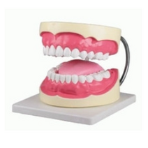 3배크기 치아모형 혀포함 D216 대형 칫솔포함 양치교육 치아모형교구 치아틀 치과