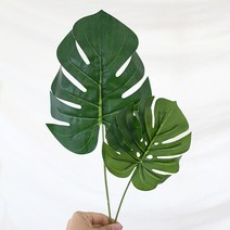 몬스테라, 몬스테라 중