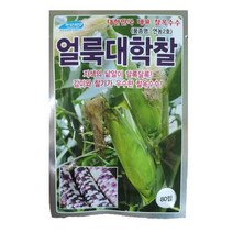 얼룩대학찰 80립 감미와 찰기가 우수한 찰옥수수