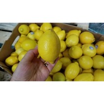 레몬17kg165과 구매 후기 많은곳
