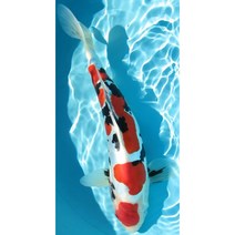 세로형 우드 직소퍼즐 기운이 넘치고 복을 부르는 잉어도 연꽃 그림 스트레스 해소 집순이 취미 성인용 감압 장난감, d, 500조각