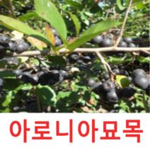 (성실G)블렉초크베리(아로니아)묘목(실생2년)10그루