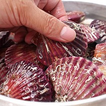 통영가리비 홍가리비 1kg, 1개