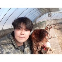 한국인의 밥상이 인정한 계룡산 토종닭 백숙재료(은행/밤/대추)무료 육수용 닭발(무료) 제공