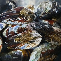 푸디앤 초특대 자연산 홍합 담치 1kg(4-7미)