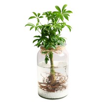 홍콩야자 수경재배 키우기 세트 공기정화식물 가습, 단품