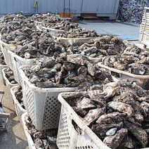 통영각굴 통영석화 석화굴 5kg 10kg, 통영석화_5kg