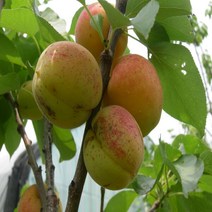 복숭아 경봉(백도) R3cm(분)결실주나무D88