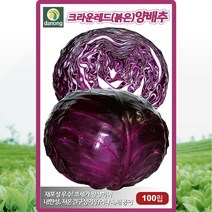 크라운레드(붉은)양배추 씨앗 100립, 1개