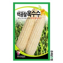 백광찰옥수수 150립/찰옥수수 텃밭 키우기 종자 씨앗