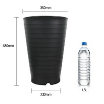 48cm 큰 화분 높은 식물 산세베리아 타이거하니 여인초 키우기, 핑크