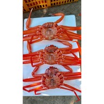 당일바리 연지홍게 당일발송 오후1시까지 살아있는게만을쪄서 맛있다 200개특가 한정판매, 5마리