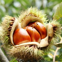 [런칭기념]공주알밤 정안밤 알밤 군밤 생율 햇밤 생밤 맛밤, [런칭기념]공주알밤 특(칼집x) 4kg