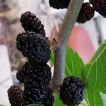 묘목/오디-재래뽕나무/실생2년/5주 B997