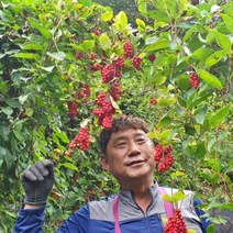 지리산뱀사골 생오미자 오미자당절임 오미자청 자연산 생산자 산지직송 판매 오미자, 당절임 10kg (생오미자5kg+백설탕5kg)