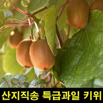 고씨네 프리미엄 그린키위6kg 키위 키위효능 키위가격