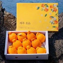 [품질보증] 인하네 제주 한라봉 3kg 5kg 과일 선물 세트, 1box, 3kg 큰봉
