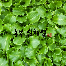 농부 심채열의 상추모종 진청맛상추 35개 텃밭 모종씨앗 상추키우기 쌈 채소 모종키우기, 진청맛상추 모종 35개