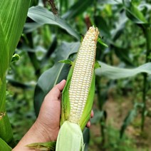 강원도 횡성 고랭지 미백 햇 찰옥수수 생옥수수 햇옥수수 산지직송, 찰옥수수20개