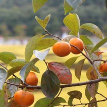 도봉물산특가_[국내산] 크기 소과 지역 랜덤 특급 창원단감 5kg 태추 부유, 1, 본상품선택