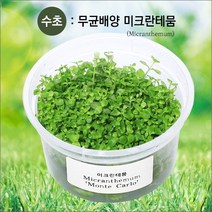 자연과사람 무균 배양수초 미크란테뭄, 1개