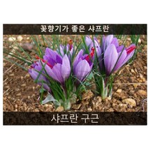 샤프란 구근 30구/추식알뿌리, 1개