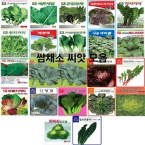 코리아팜 쌈채류 씨앗/로켓셀러드(루꼴라)/새론케일/혼합쌈채/새론레드치커리/적치커리/청치커리/백경채/고려몸짱청경채/식용색비름 2g/레드러시안케일/만추콜라드케일/맛짱케일/레드치커리, 1.다농-로켓셀러드(루꼴라) 12g