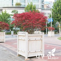[나무인] 화살나무 키80~100cm 2그루