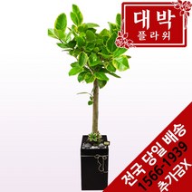 대박플라워 뱅갈고무나무 개업화분 집들이 인테리어 공기정화식물 관엽식물 꽃배달