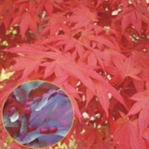 정원 공원 홍 단풍 나무 종자 품종 식물 씨앗 100립 조경용 낙엽교목-2802EA, 본상품선택