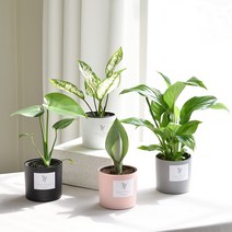 실내공기정화식물 율마 아레카야자 스킨답서스 이레카야자 산세베리아 테이블야자 유칼립투스, 28.문샤인, 화분커버(화이트), 1개