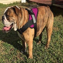 HDP Big Dog Soft No Pull Harness Size:Large Color:Pink, 1