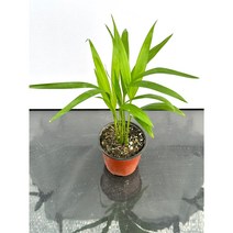 [골든플랜트]아레카야자 야레카야자소품 실내공기정화식물 실내인테리어식물, 1개