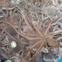 국내산 서해안 제철 생물 낙지, 활 낙지1kg (3~6미), 1개