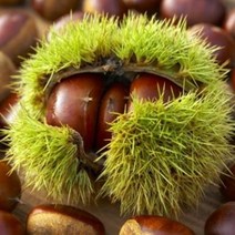 밤나무 밤나무묘목, 조생올밤나무